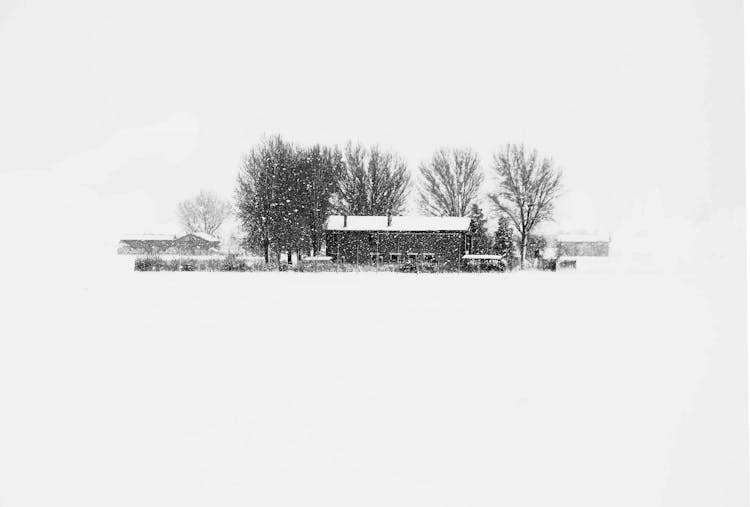 Bare Trees Surrounding House