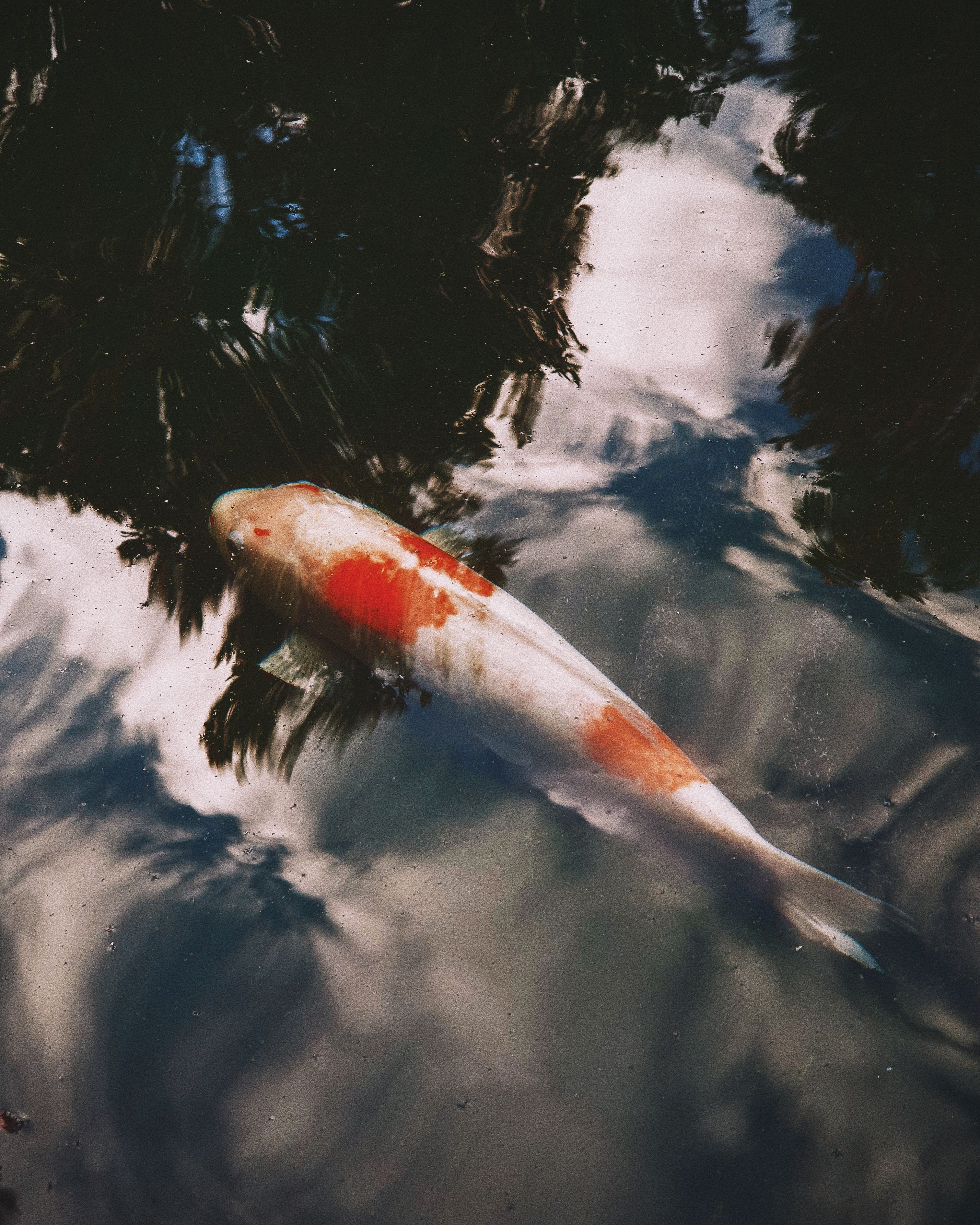 Beautiful koi fish gliding gracefully in a serene pond, reflecting surrounding trees.