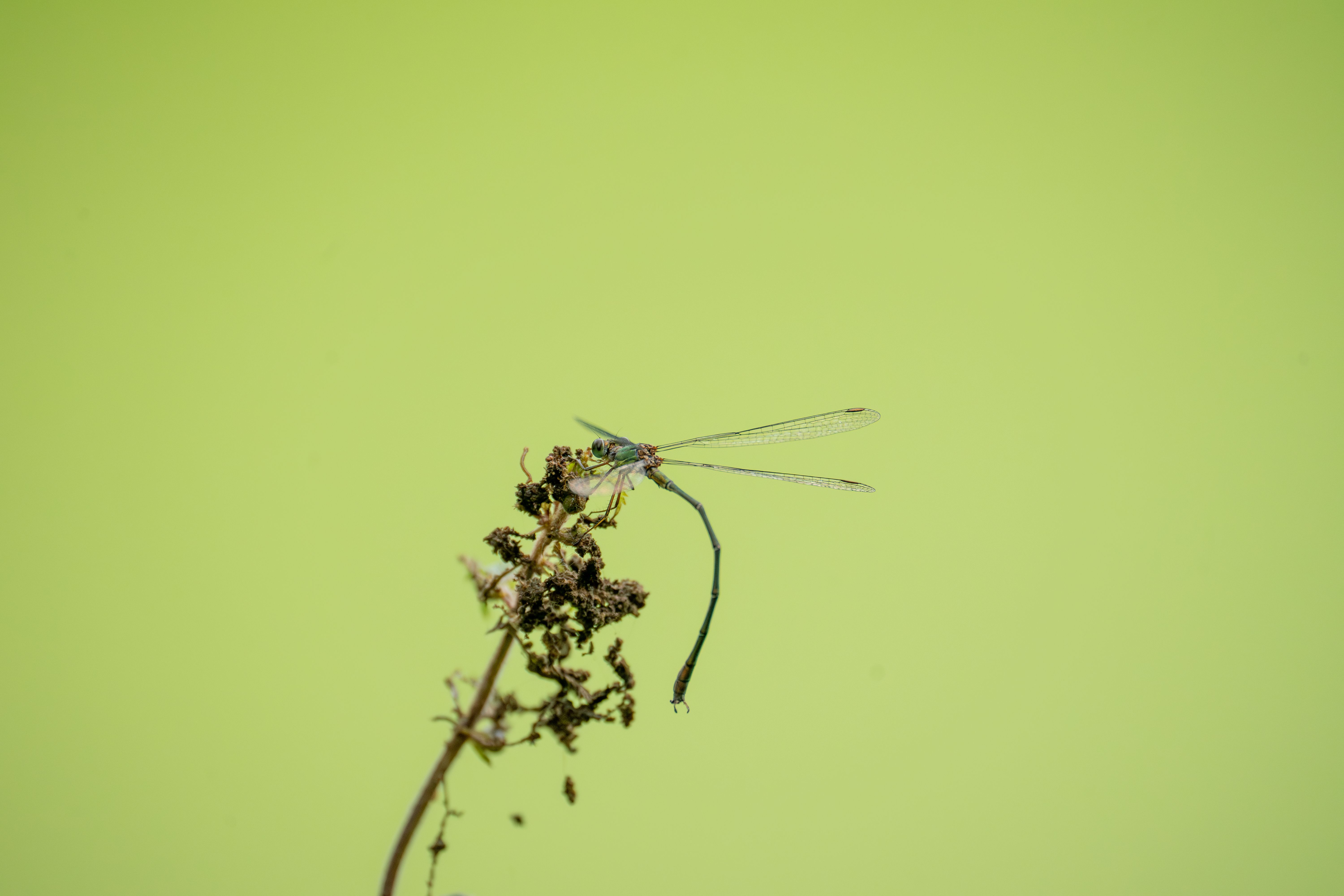 Close-up of a Dragonfly Sitting on a Plant · Free Stock Photo