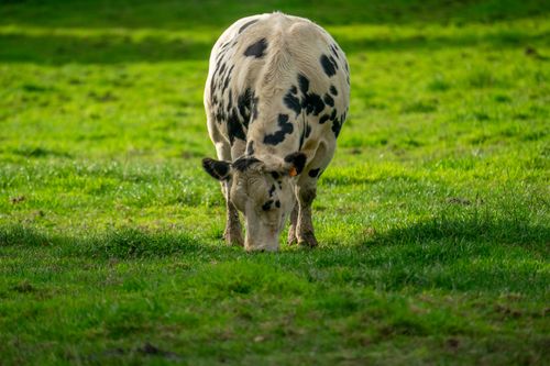 Free A black and white cow peacefully grazing in a lush green pasture on a sunny summer day. Stock Photo