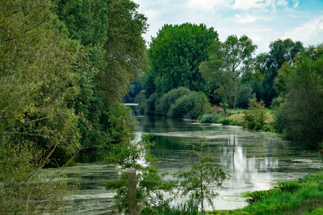 Greenery Near Rivers View of a River between Green Trees and Shrubs · Free Stock Photo
