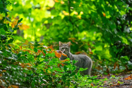Photo by Wijs (Wise)