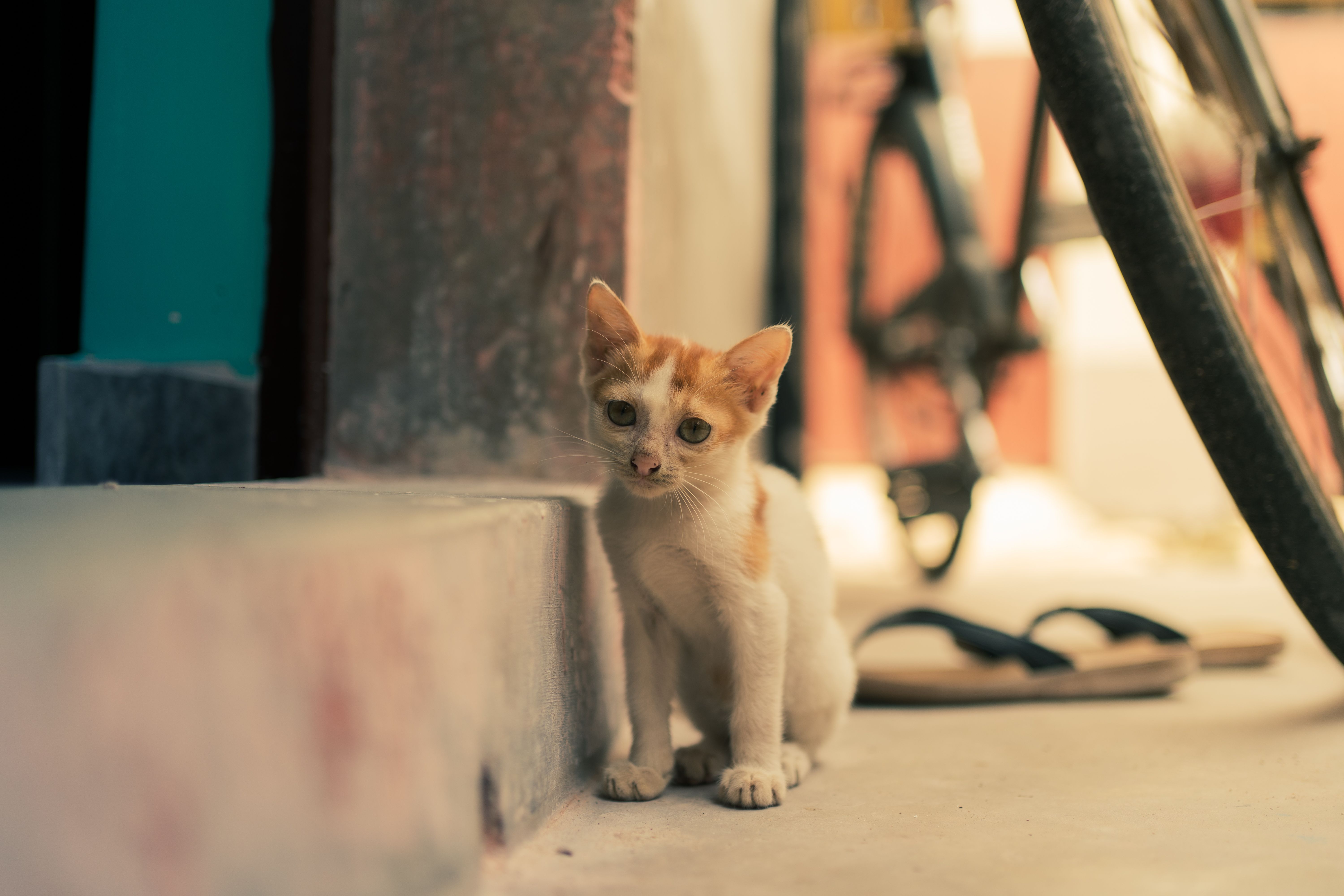 A cat sitting on the ground next to a bike · Free Stock Photo