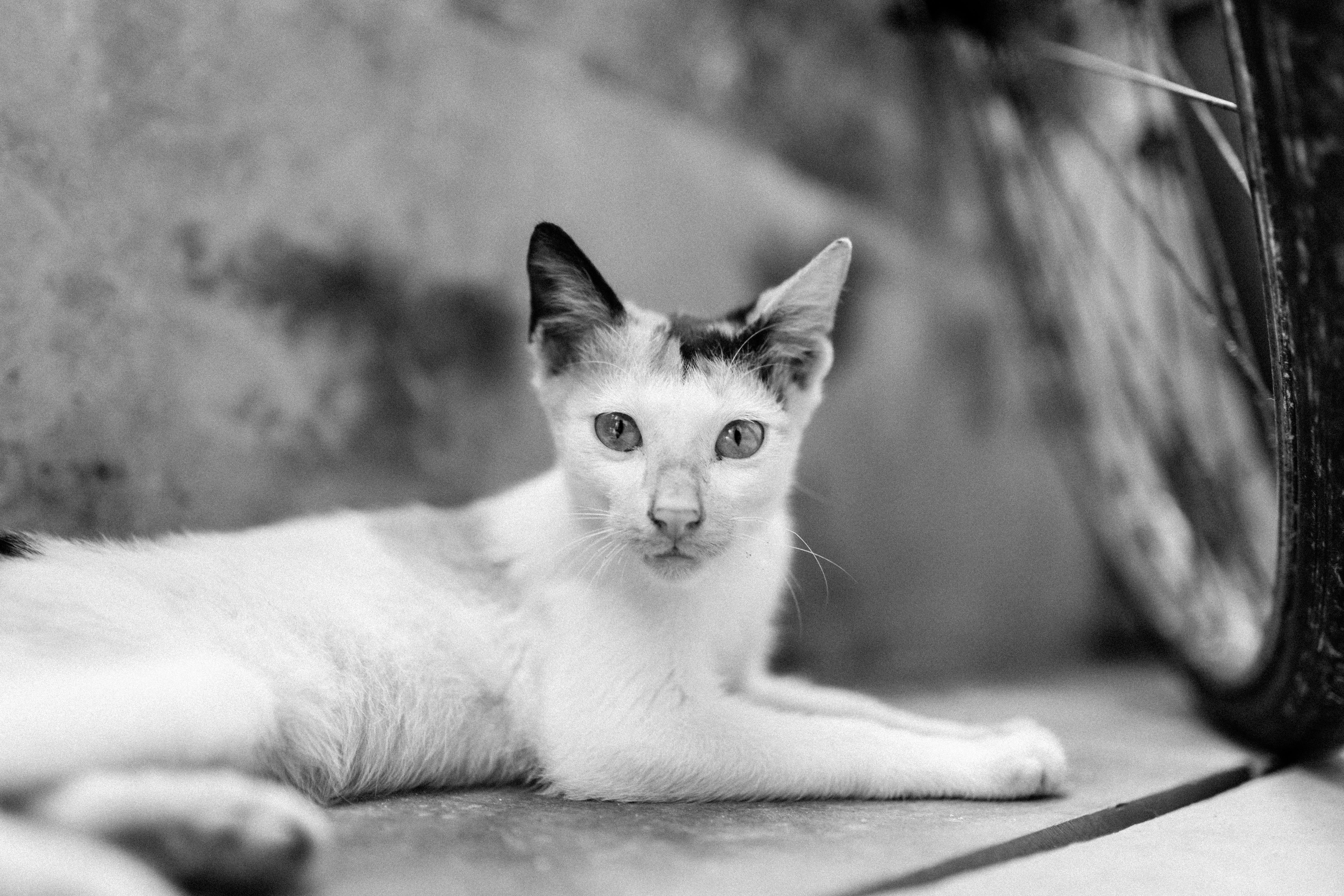 a black and white cat laying on the ground