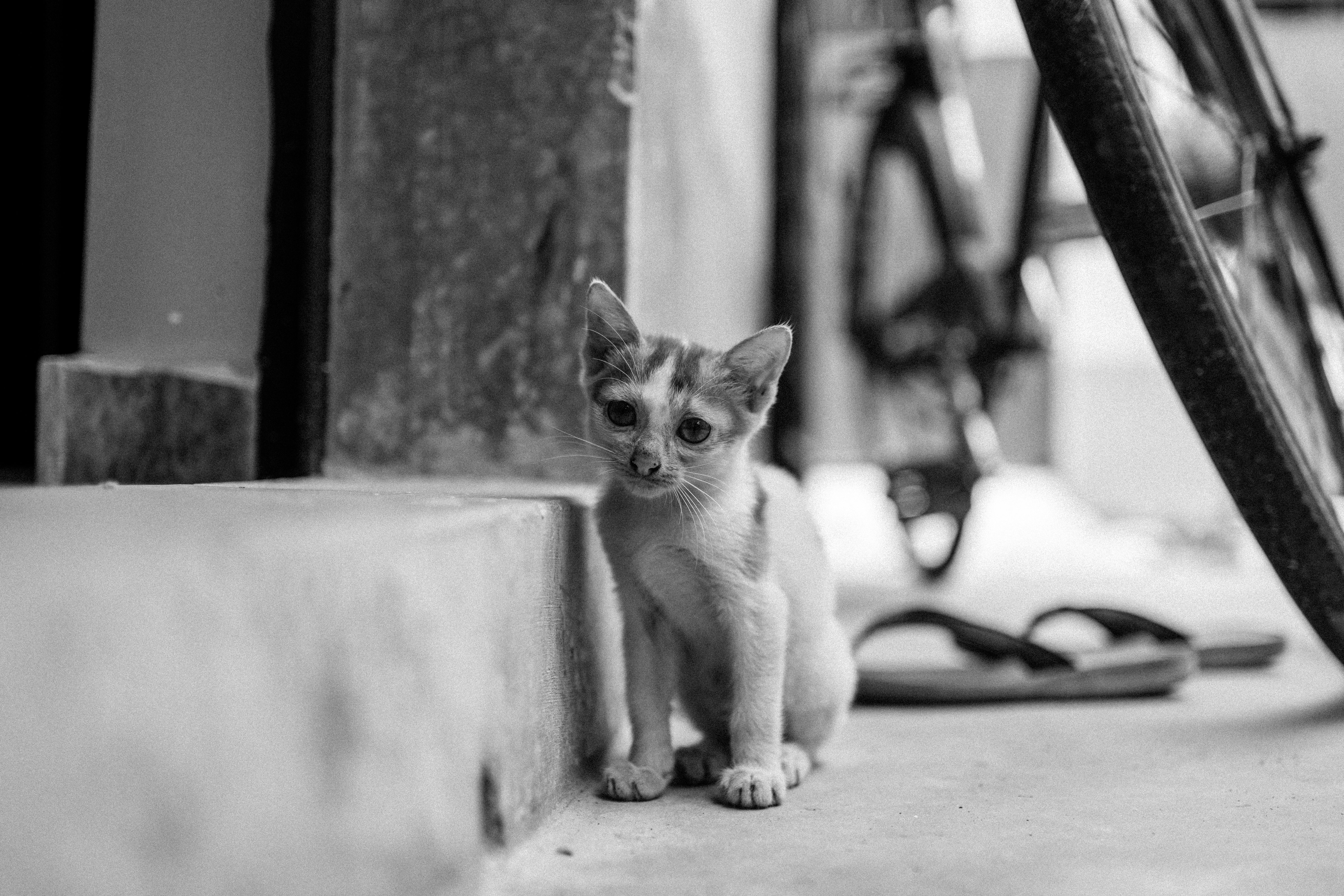 A black and white photo of a kitten sitting on the ground · Free Stock ...