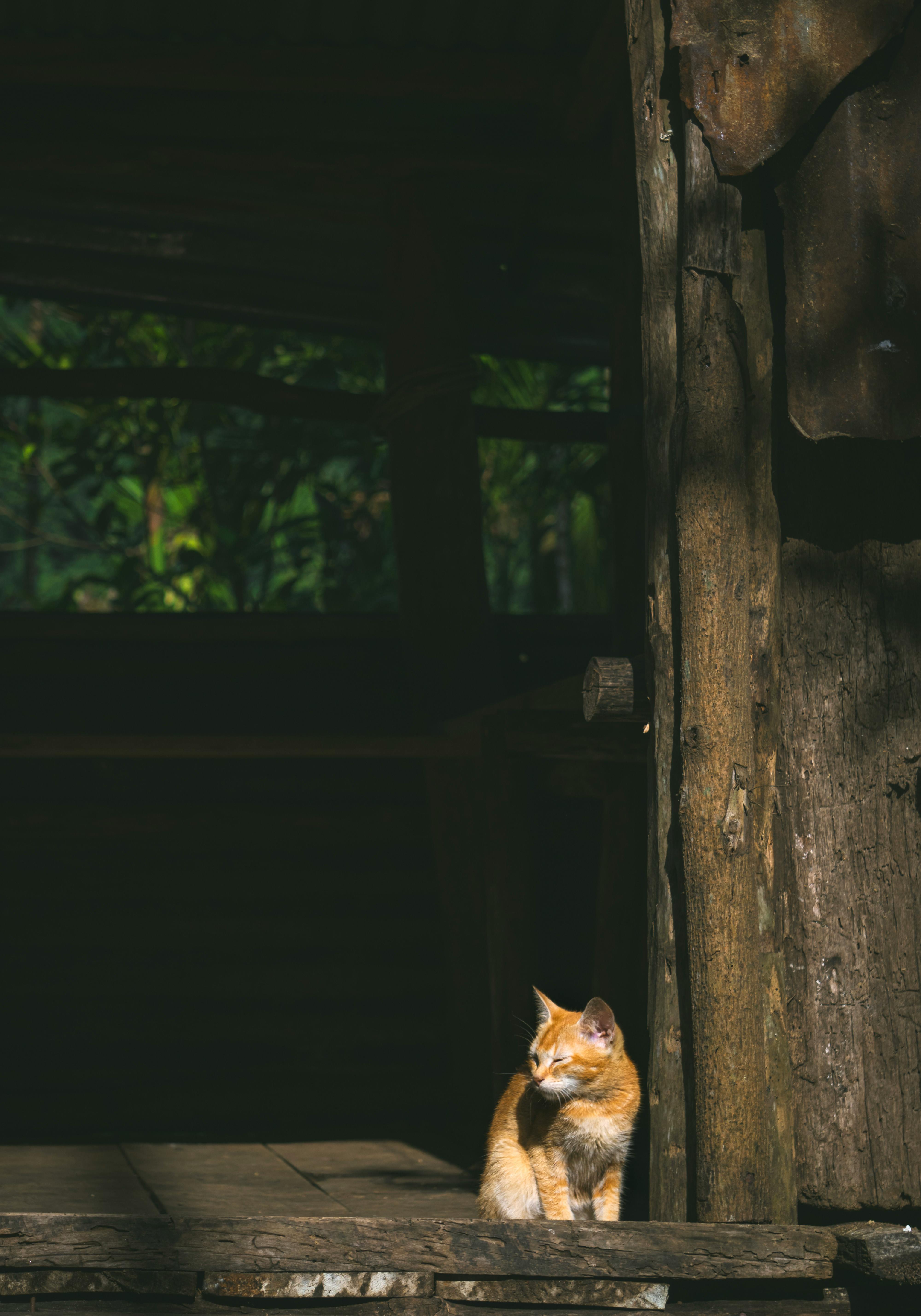 Ginger cat enjoys sunlight in a rustic wooden structure, creating a warm peaceful scene.
