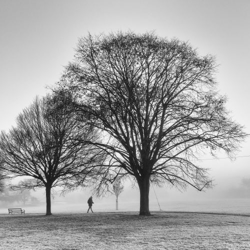 Free A solitary figure walks through a foggy park with bare trees, evoking solitude and mystery. Stock Photo
