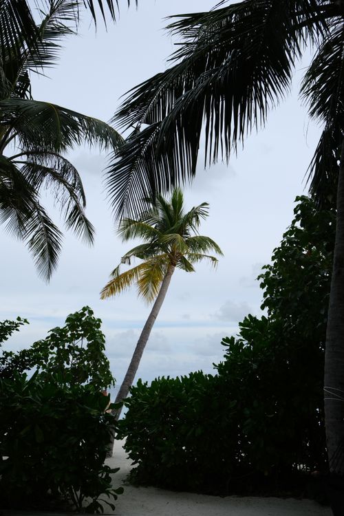 Free Serene tropical beach scene with lush palm trees, clear ocean, and sandy shore, capturing a tranquil vacation atmosphere. Stock Photo