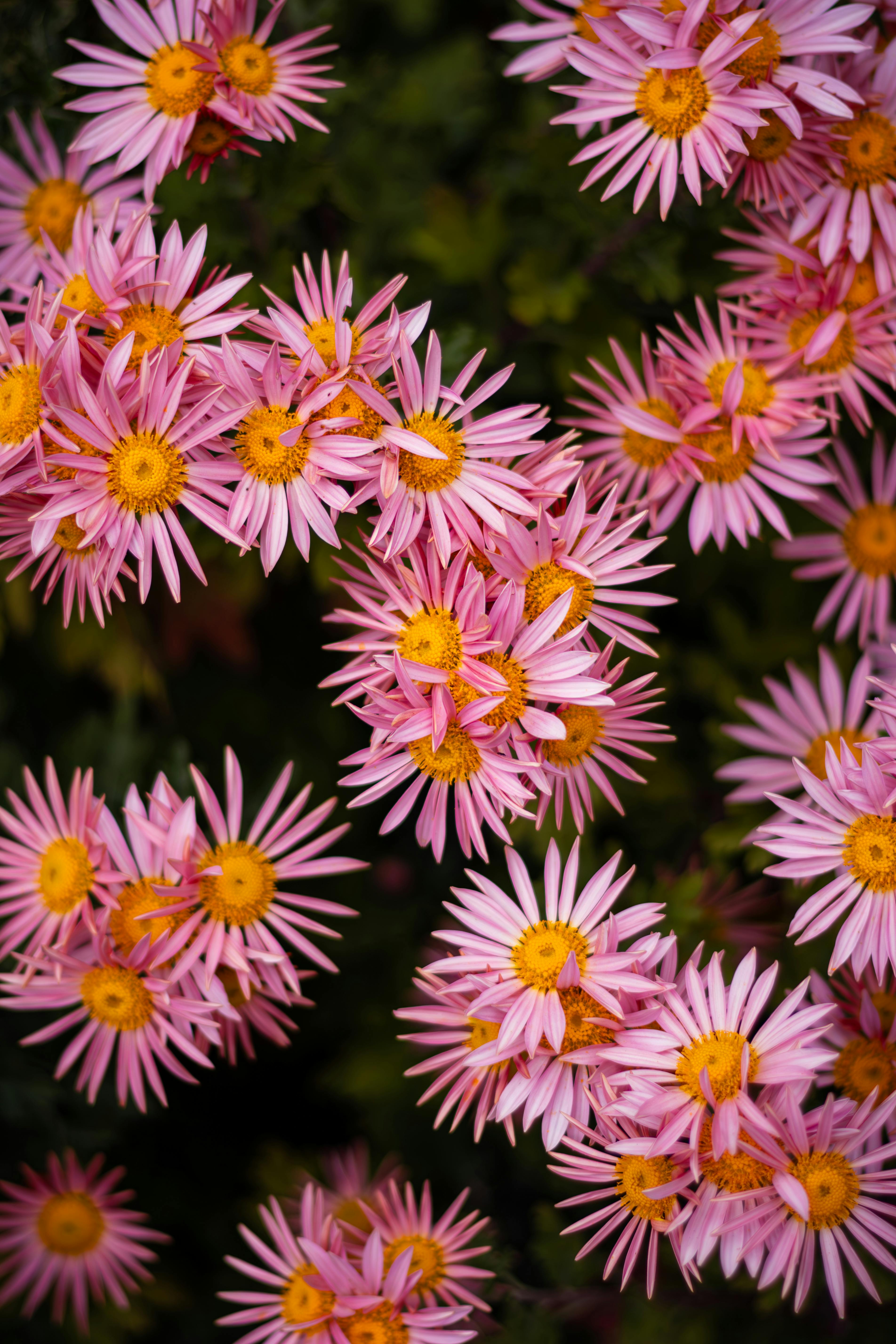 Bright pink chrysanthemums in full bloom captured in a lush summer garden.