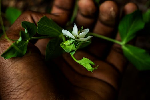 一株盛开的植物被巧妙地握在手中，宏观镜头细致地强调了生长与自然的主题