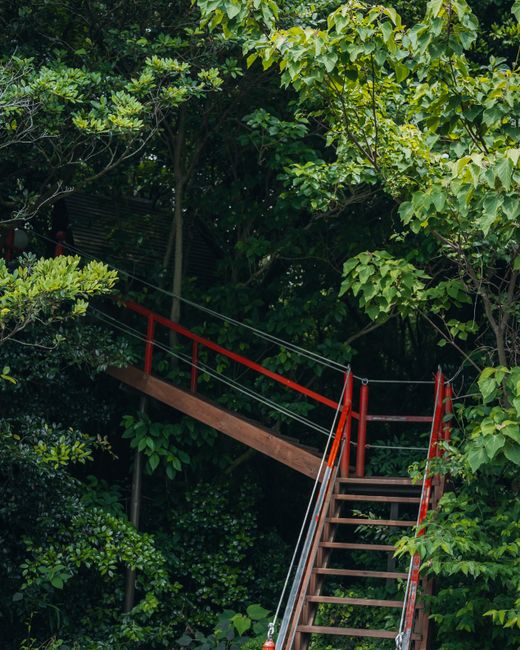 A scenic view of wooden stairs surrounded by dense greenery in a Jeju forest park.