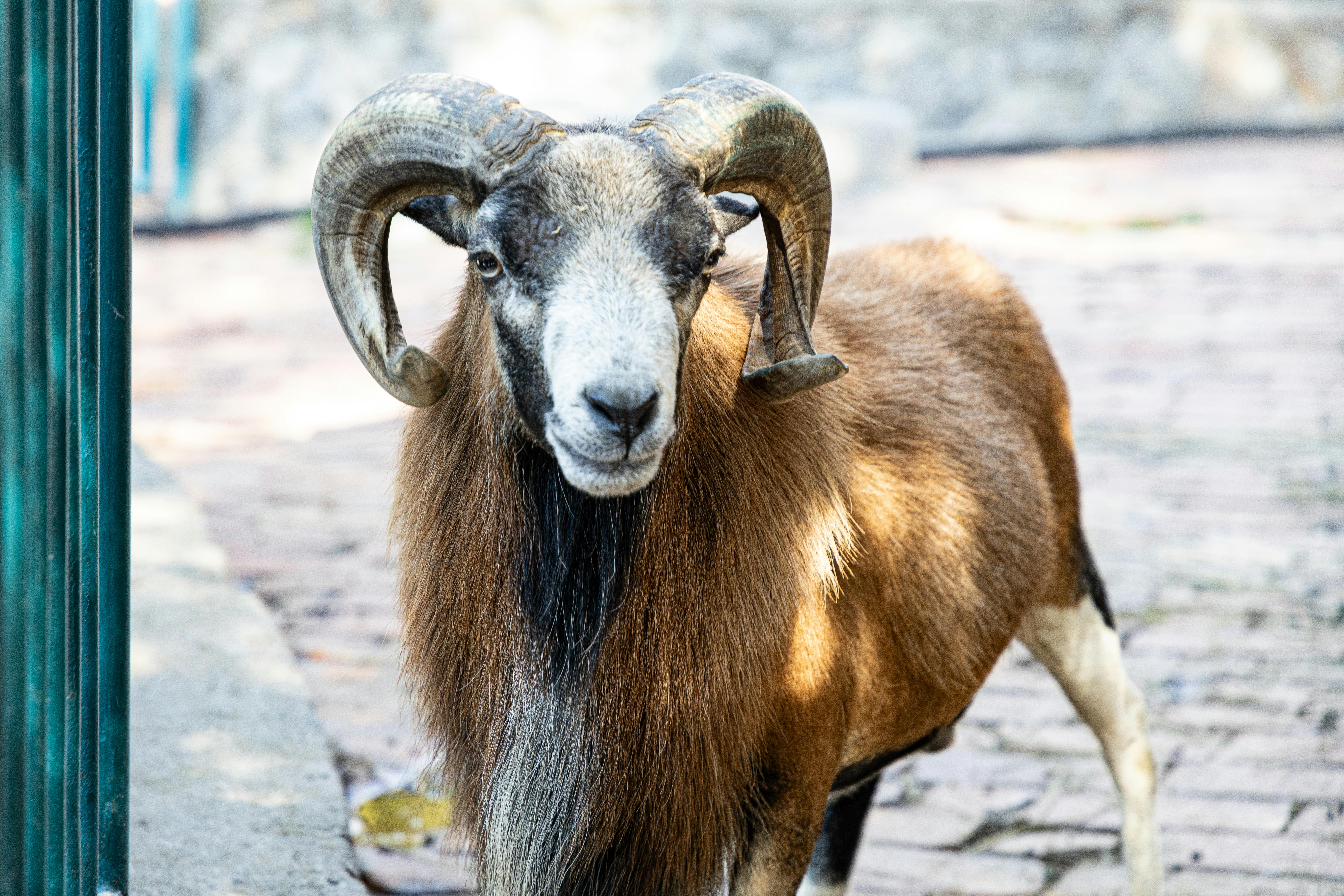 Big Horn Outdoor Adventure Show - Spokane and North Idaho community calendar - The Spokesman — Photo by Boris Hamer on Pexels