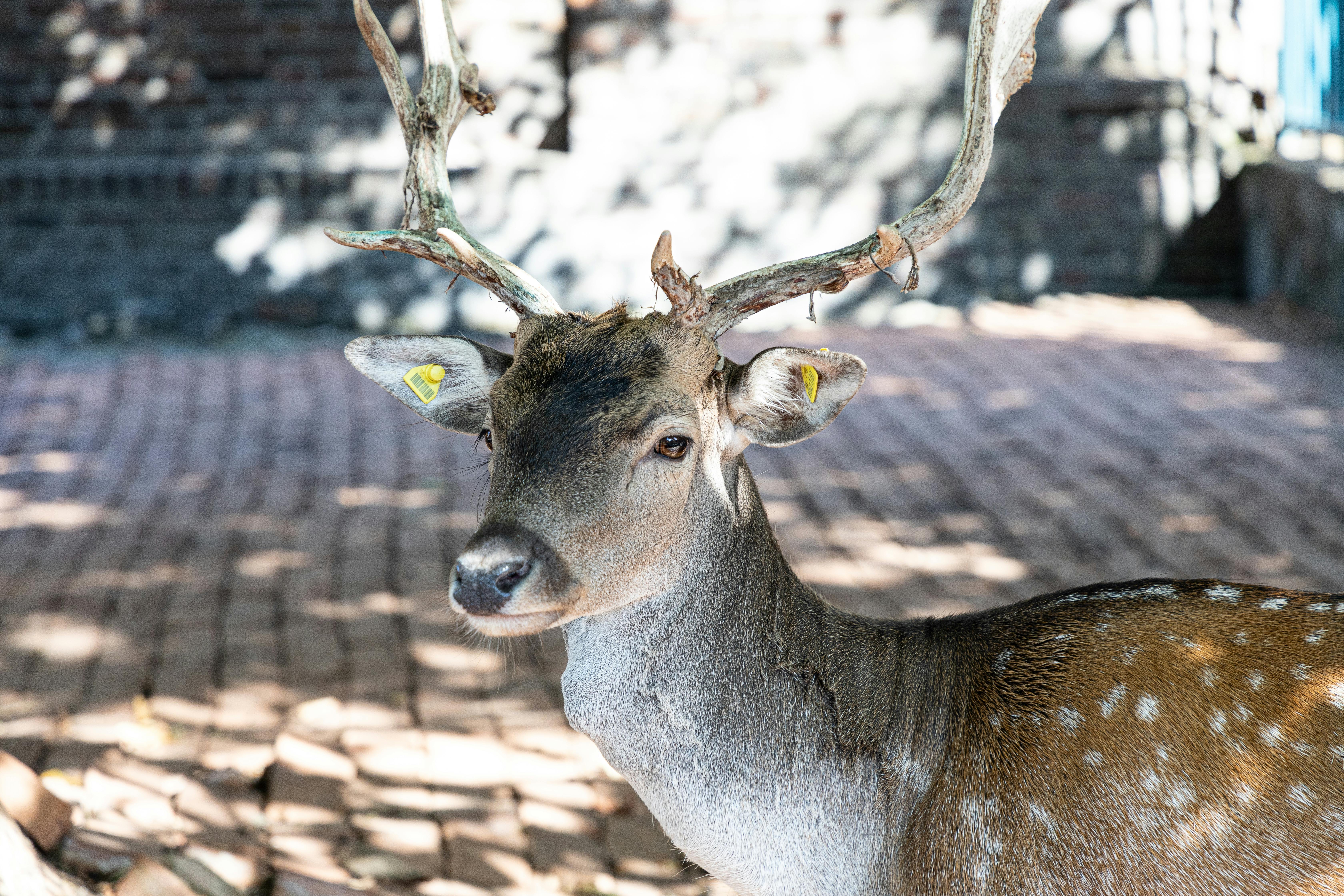 a deer with large antlers standing in front of brick wall