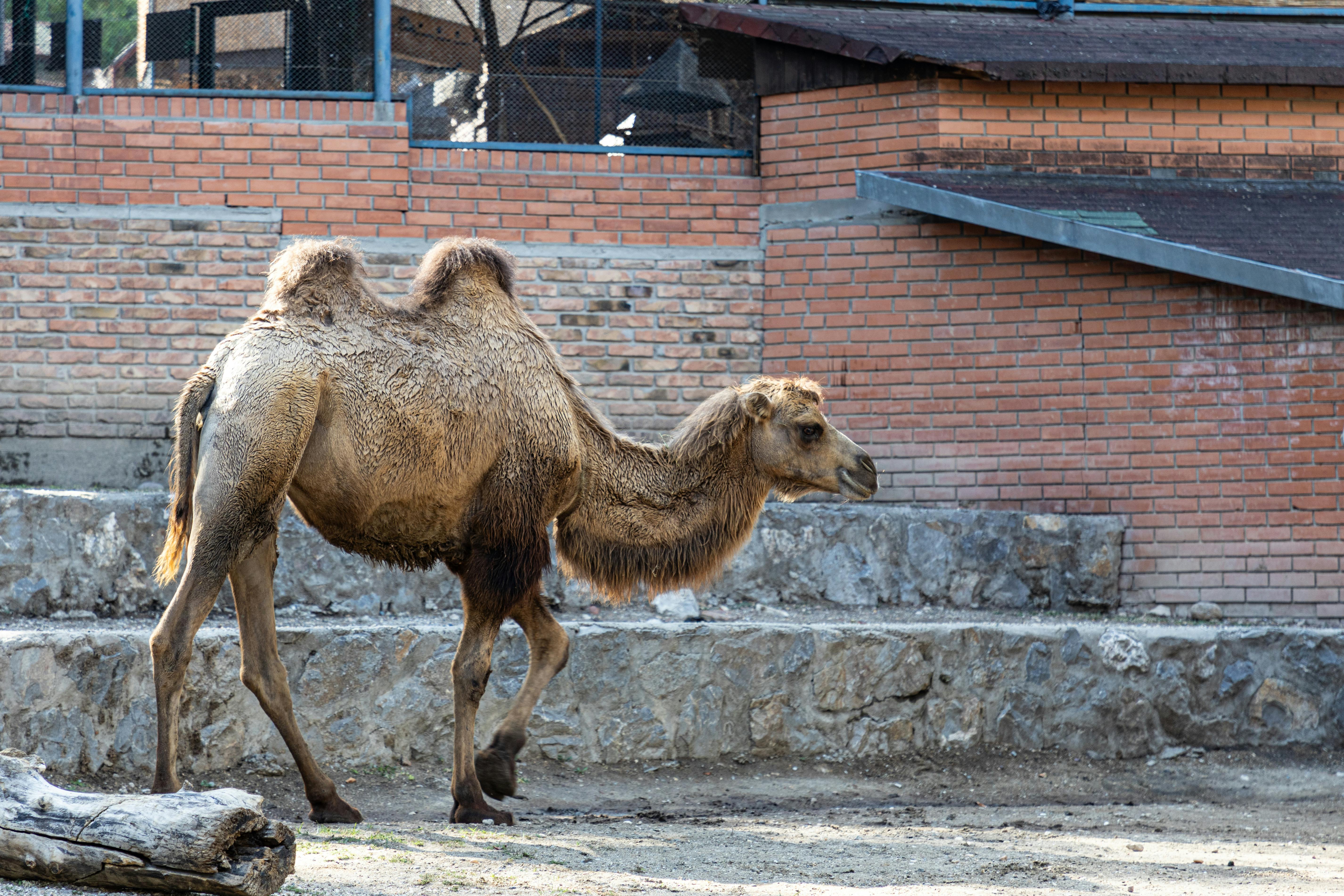 a camel walking in a dirt area near a brick building