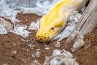 Close-up of a Python Shedding Skin