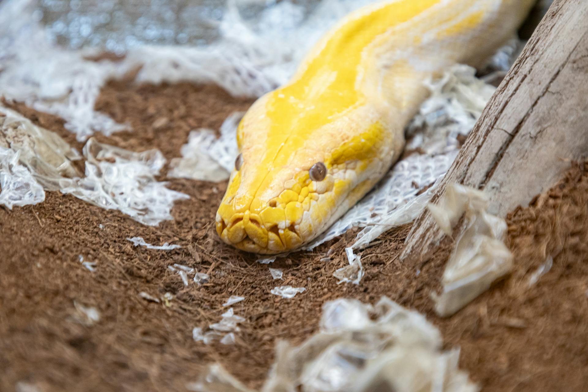 Close-up van een python die zijn huid afwerpt