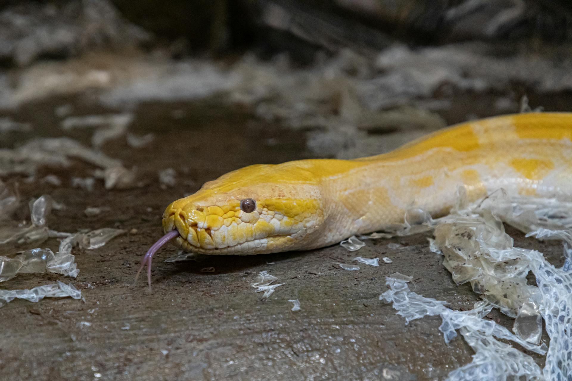 Close-up of a Python Shedding Skin