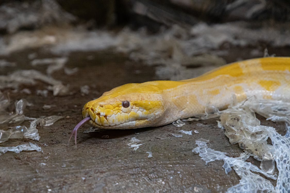 Close-up of a Python Shedding Skin · Free Stock Photo
