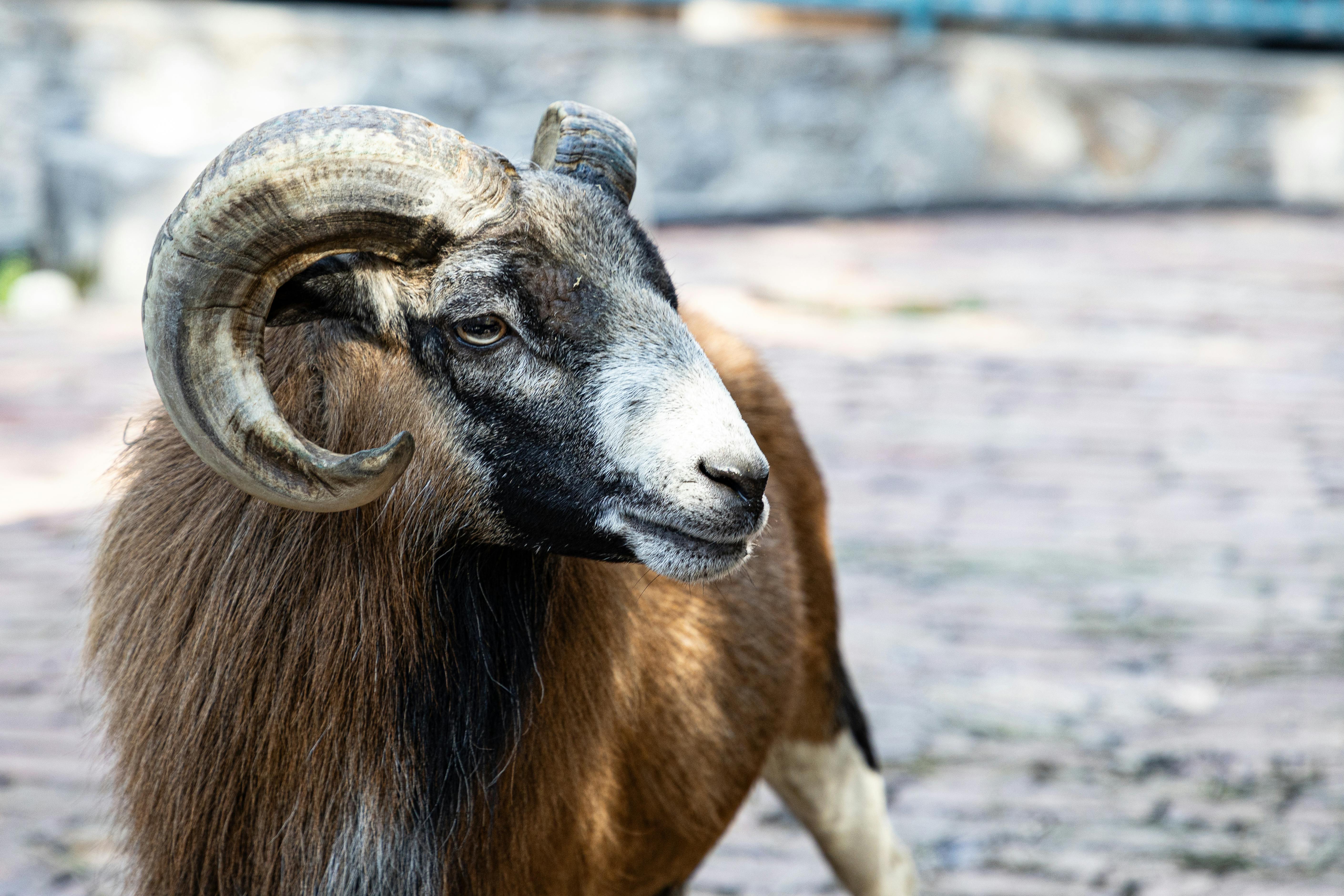 Gratuit Photos gratuites de agriculture, amoureux de la nature, animal Photos