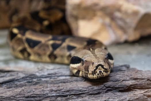 snake photo
