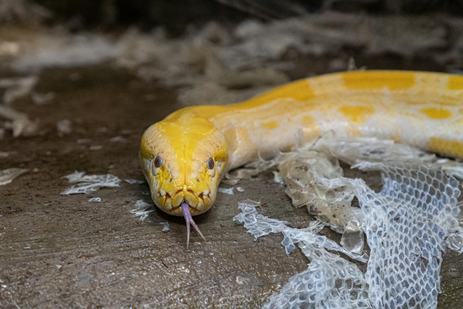 Close-up of a Python Shedding Skin