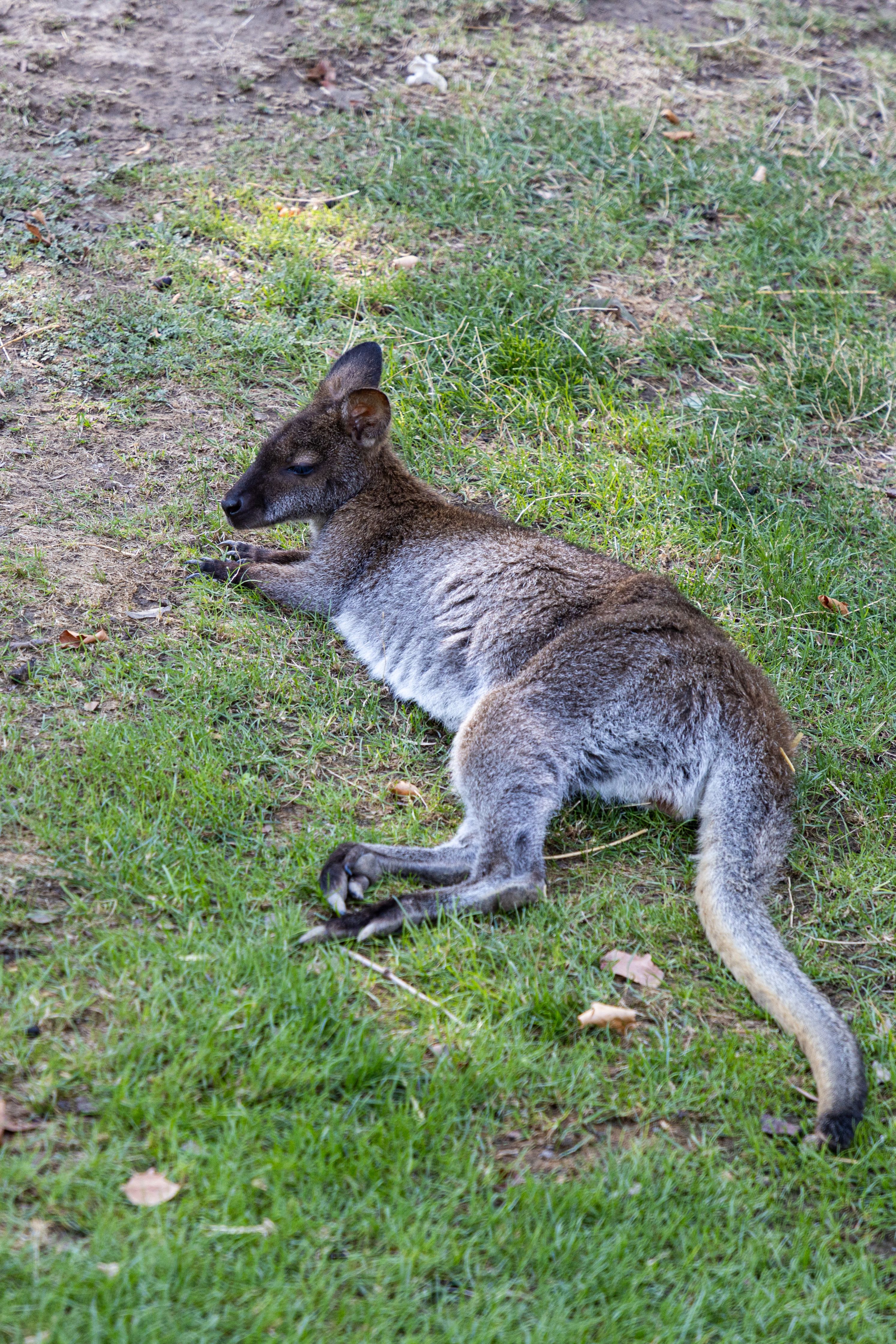 A peaceful wallaby lying on the grass, showcasing its natural habitat in the outdoors.