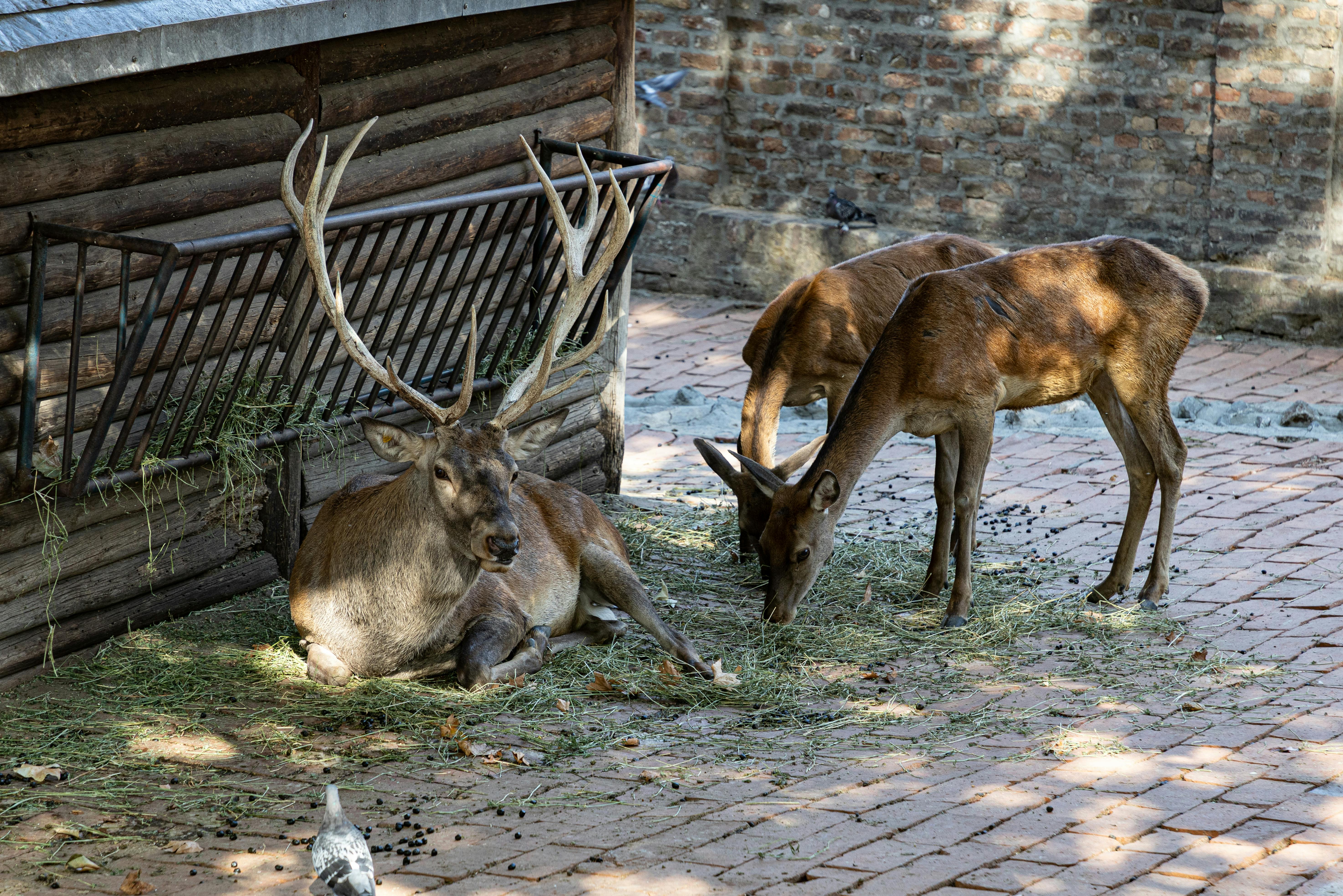 grátis Foto profissional grátis de ambiente natural, animais com cascos, animais selvagens Foto profissional