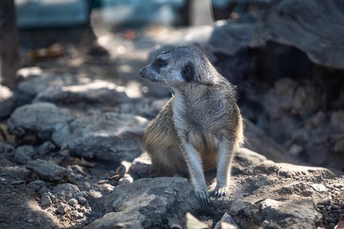 Free A cute meerkat perched on rocks, bathed in natural sunlight in an outdoor setting. Stock Photo