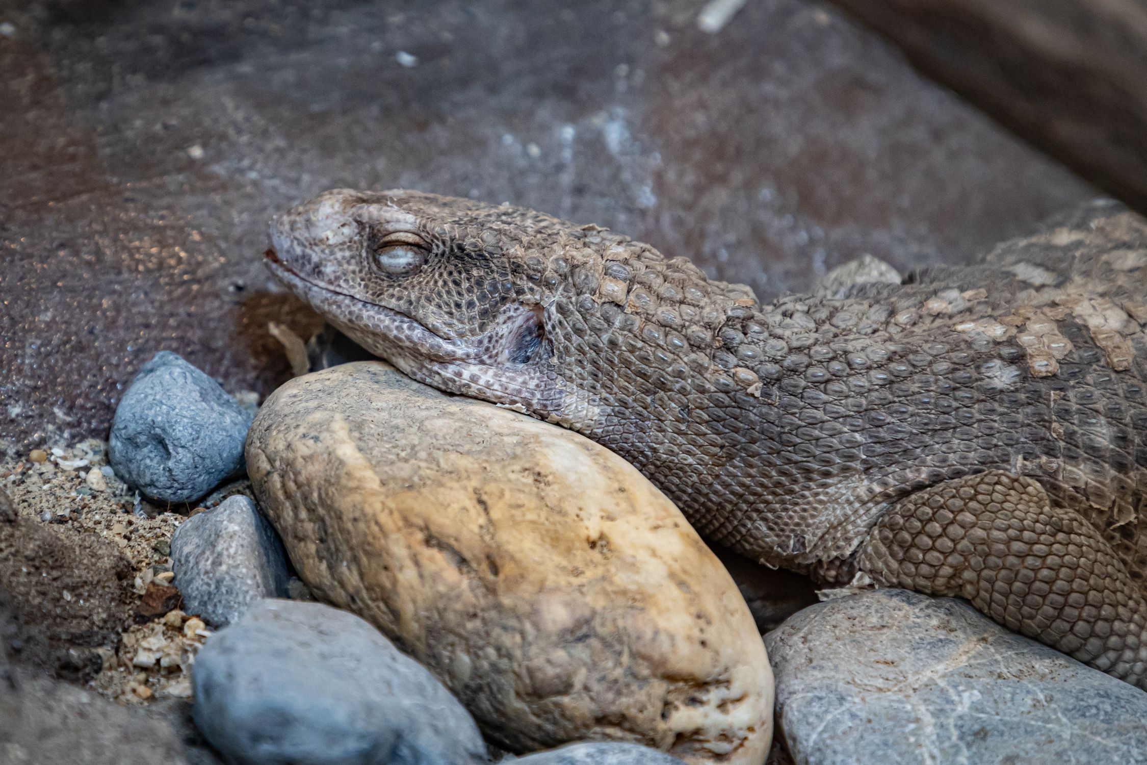 Pink Lizard Sleep A lizard sleeping on some rocks and rocks · Free Stock Photo