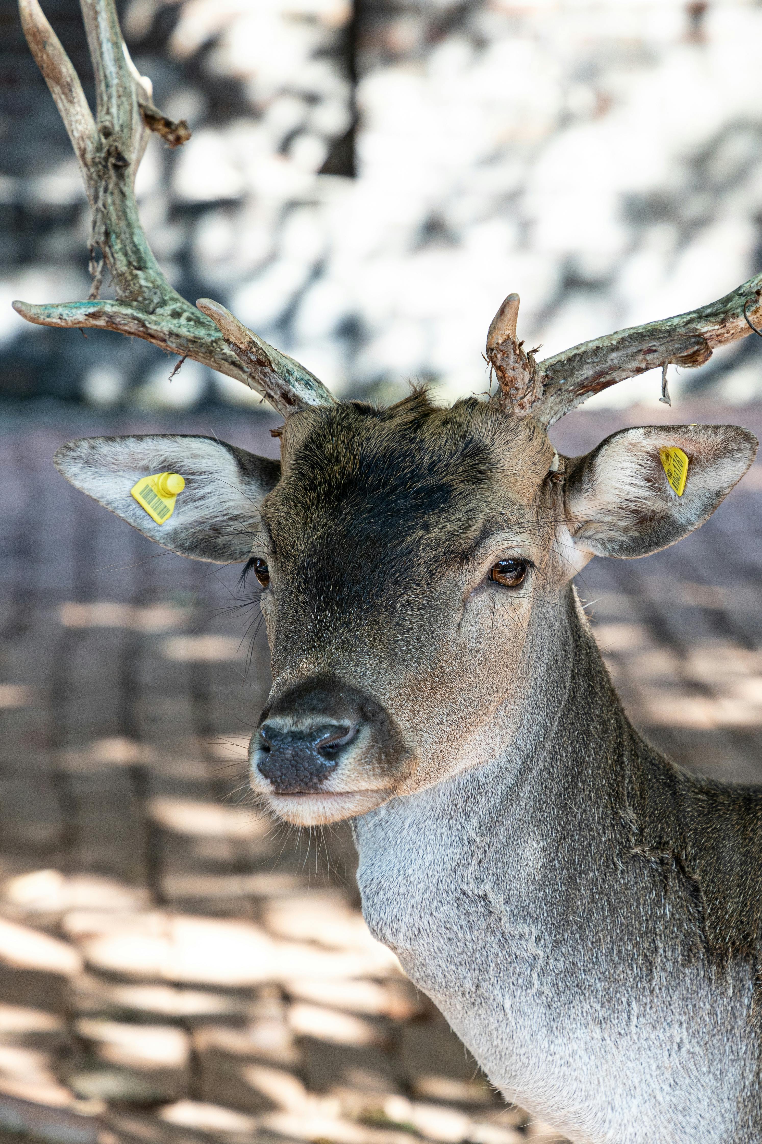 grátis Foto profissional grátis de ambiente natural, amigo do ambiente, animais selvagens Foto profissional
