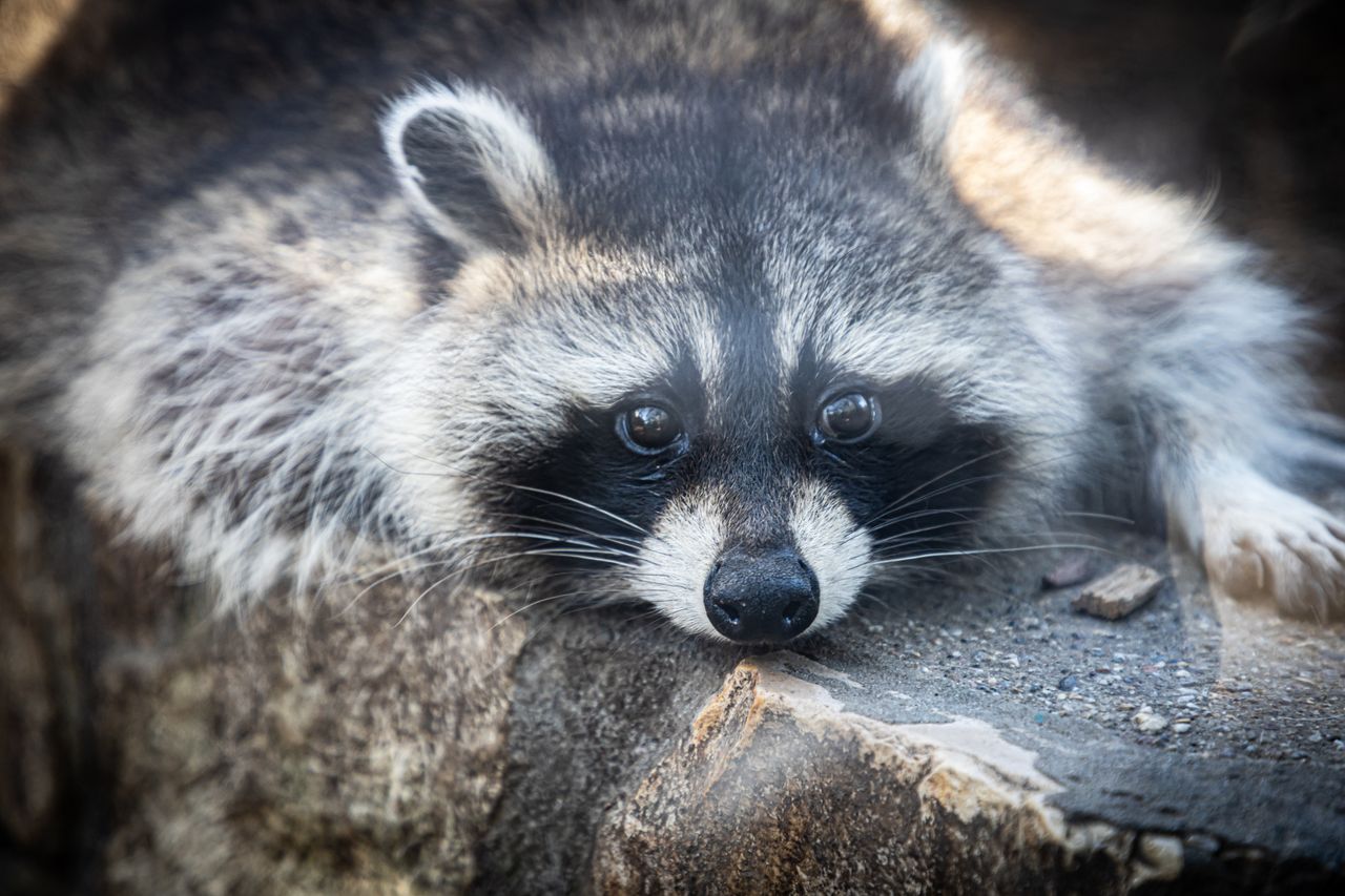 detailed close up of a raccoon relaxing on a rock showcasing its fur a