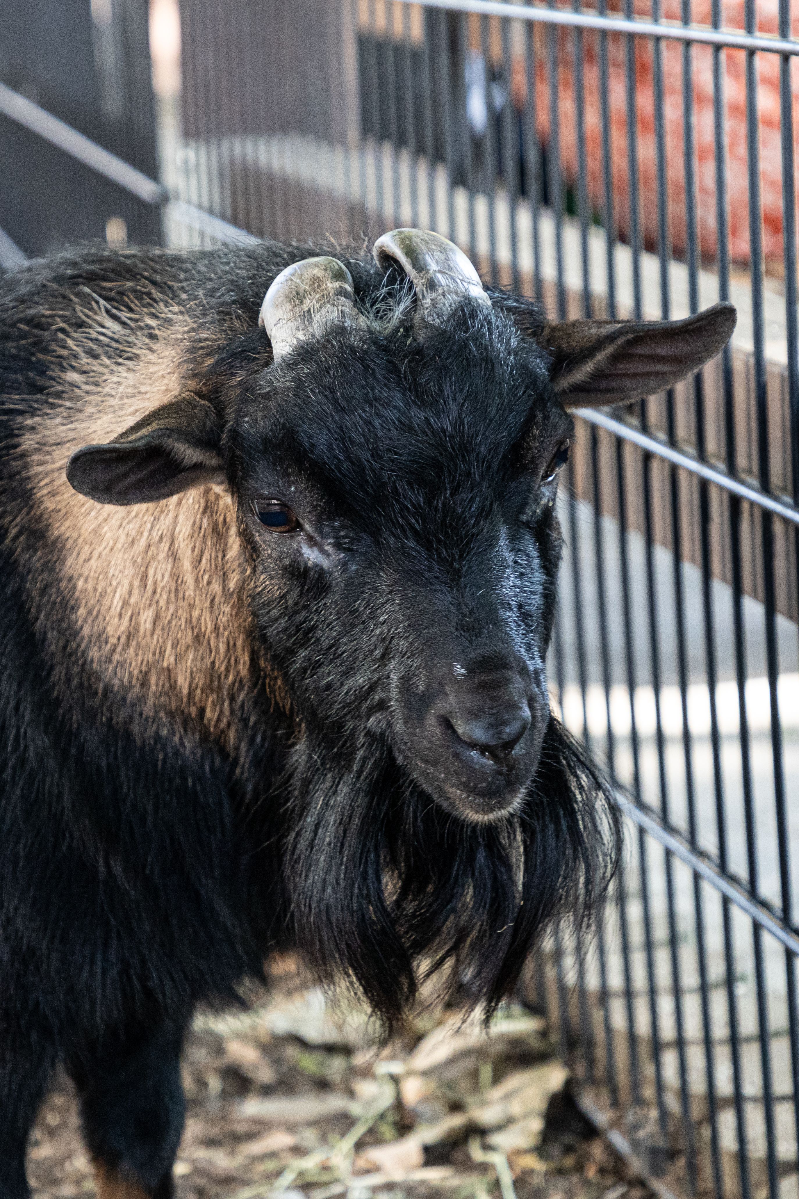 American Pygmy Goat Standing by Fence · Free Stock Photo