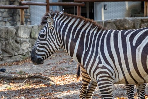 Free A striking zebra with distinctive stripes standing outdoors in a zoo setting. Stock Photo