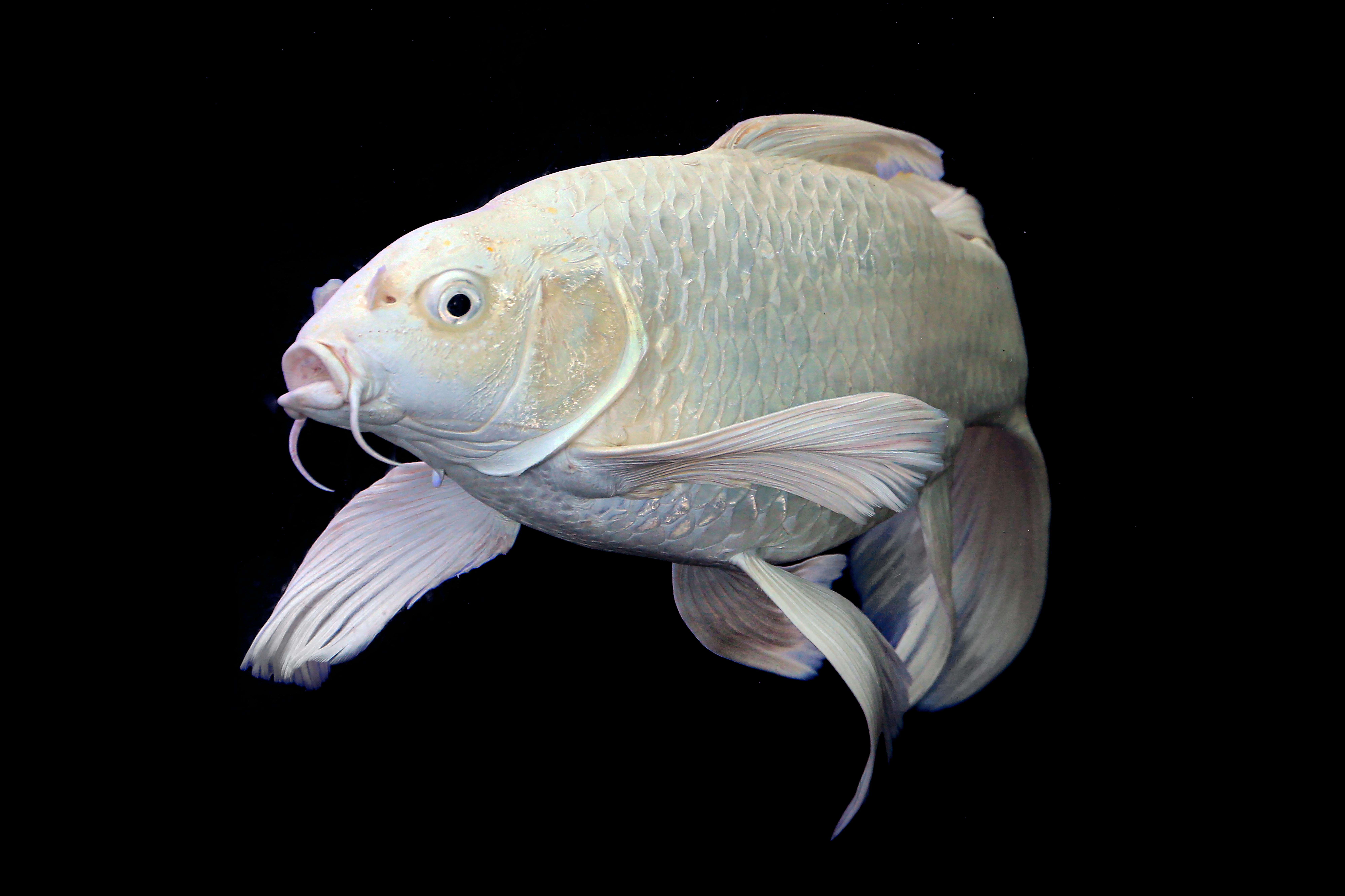 Enthralling Readers with the Alchemy of Words