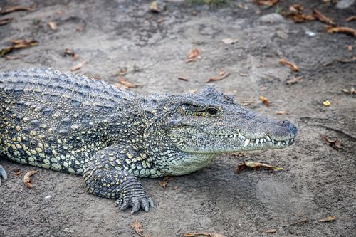 Free Detailed image of a crocodile resting outdoors, highlighting its textured skin and natural environment. Stock Photo
