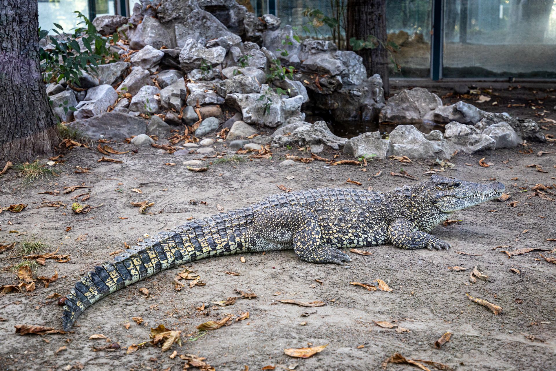 Crocodile in Enclosure