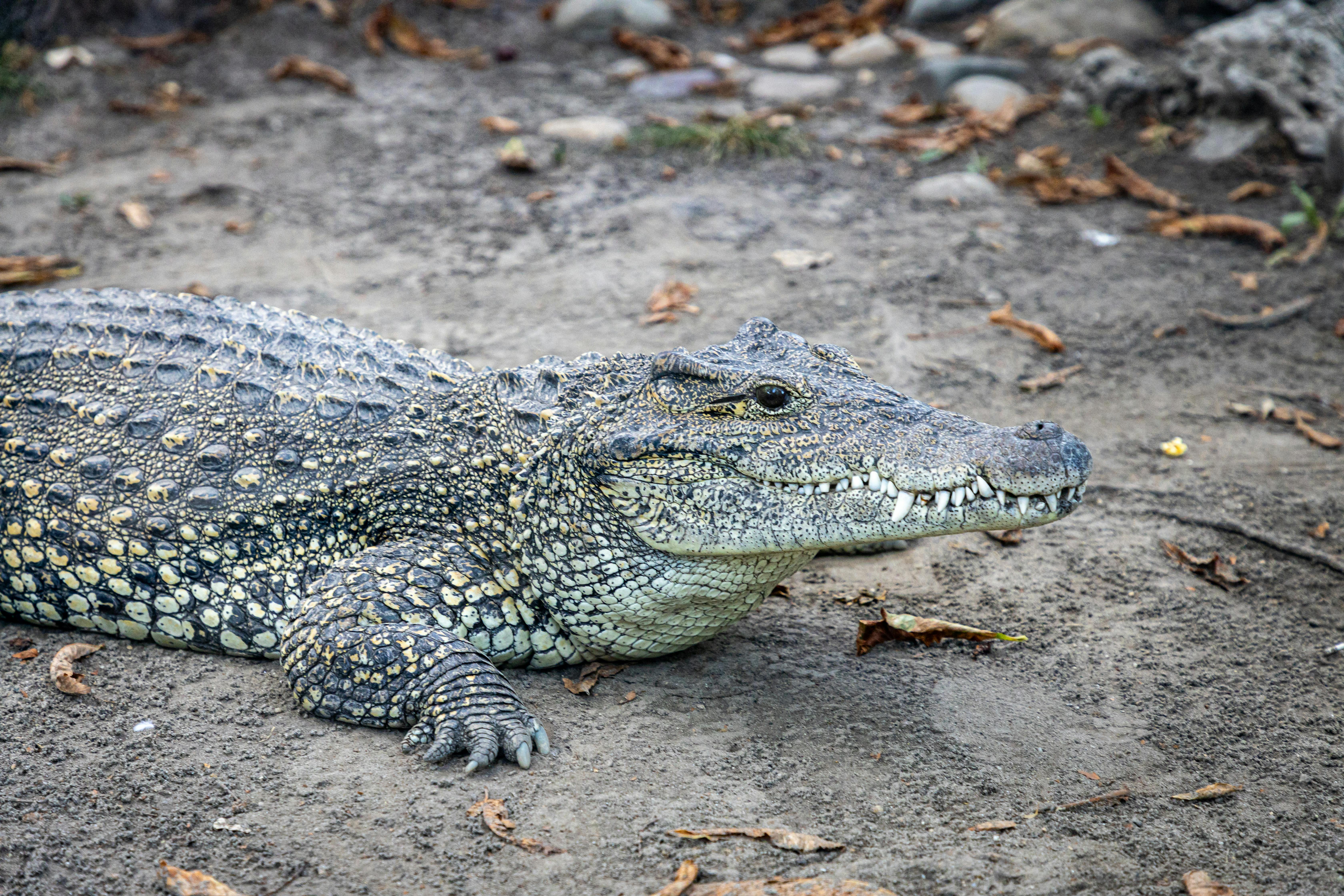 a large crocodile laying on the ground