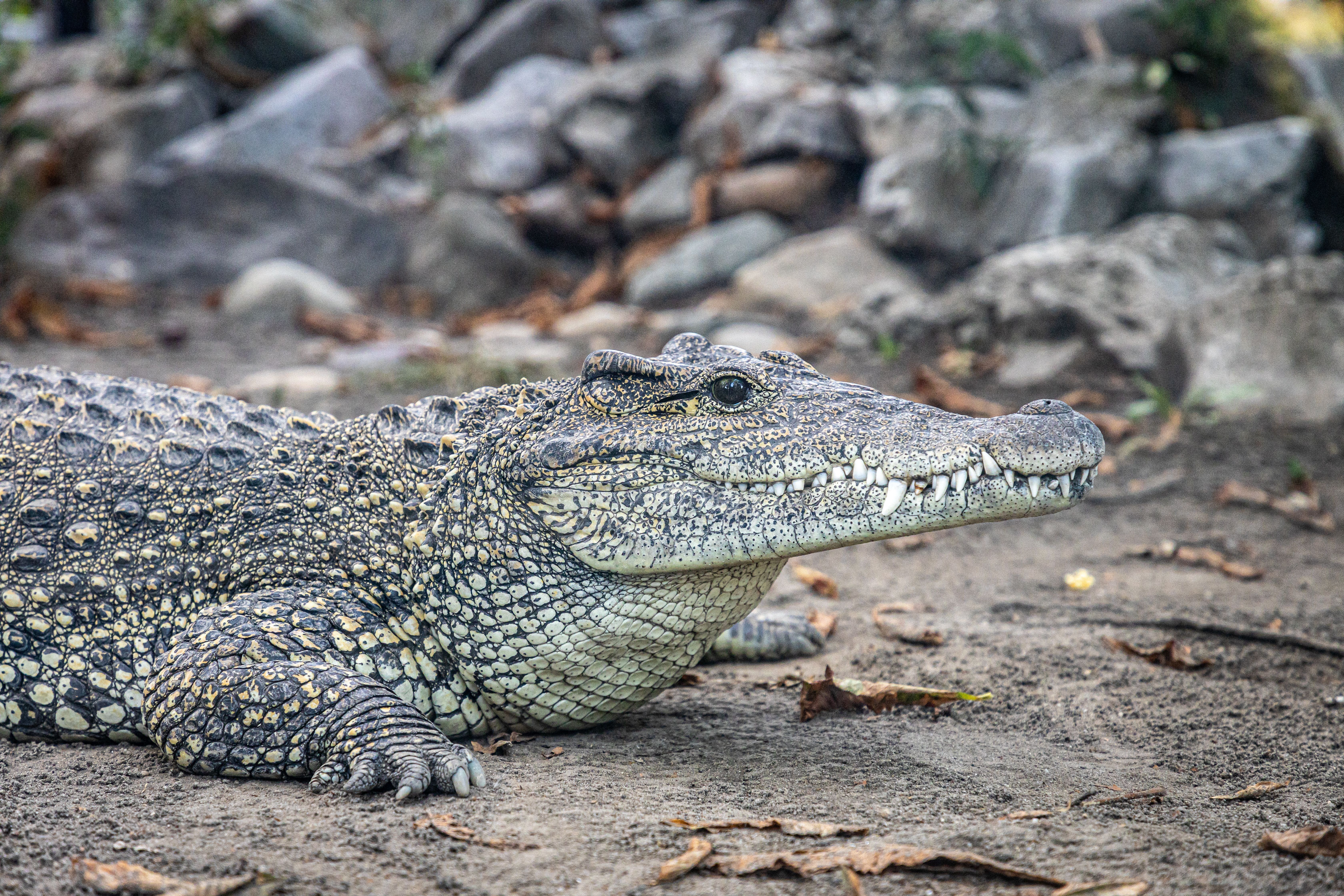 Close-up of a crocodile resting on a sandy riverbank with a rocky background.