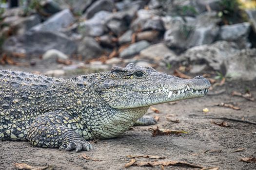 Close-up of a crocodile resting on a sandy riverbank with a rocky background.