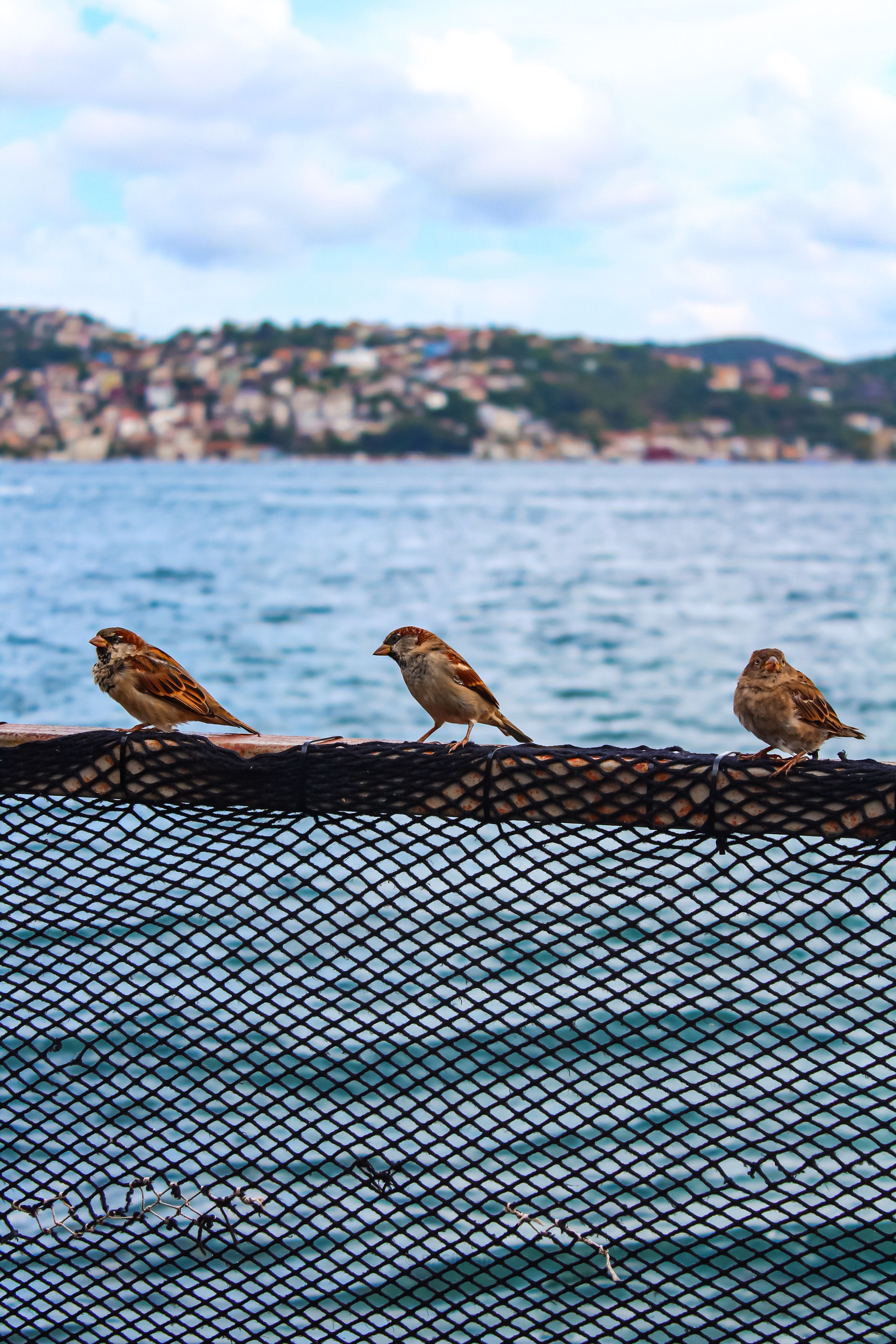 Three sparrows rest on a fence against a scenic seaside backdrop.