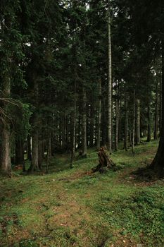 Scenic forest trail surrounded by towering evergreen trees, perfect for nature exploration.