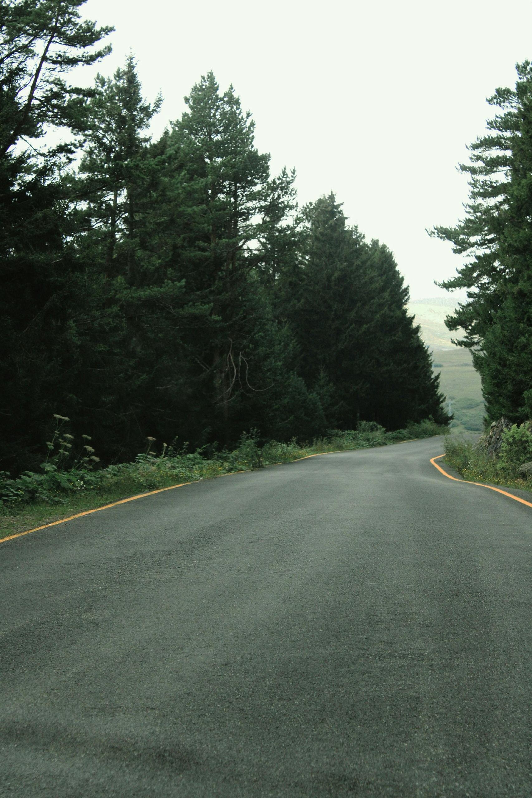 wood road landscape summer