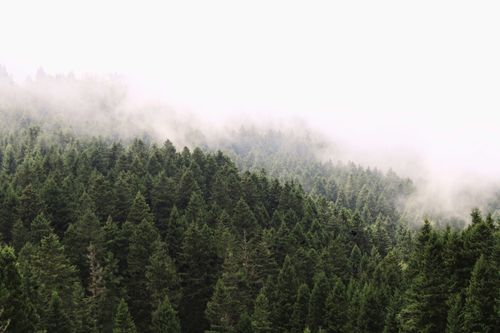 Free A serene misty forest with evergreen trees blanketed in fog at dawn, capturing nature's tranquility. Stock Photo