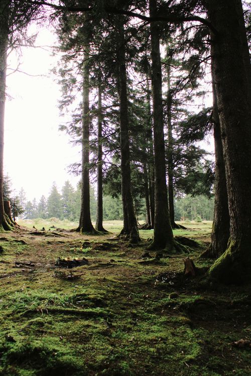 Free Serene evergreen forest scene with misty dawn light and lush moss covering the ground. Stock Photo