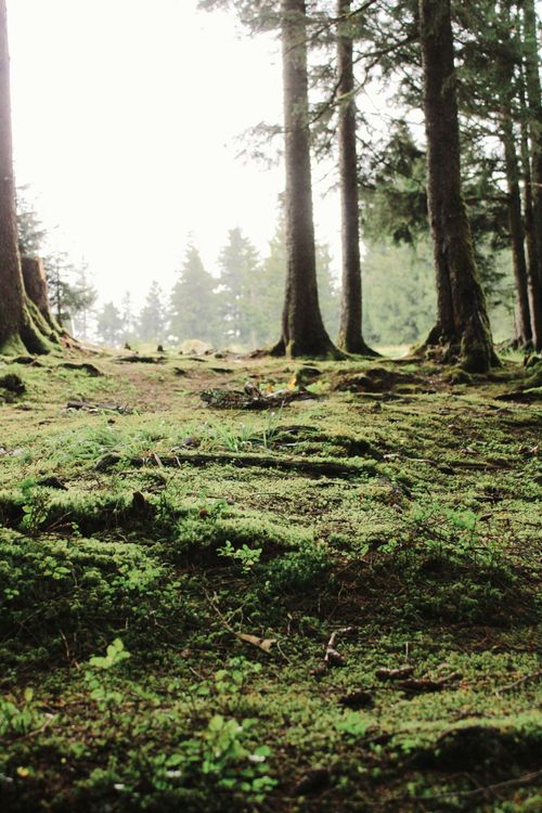Free A tranquil forest scene with moss-covered ground and tall evergreen trees in soft daylight. Stock Photo