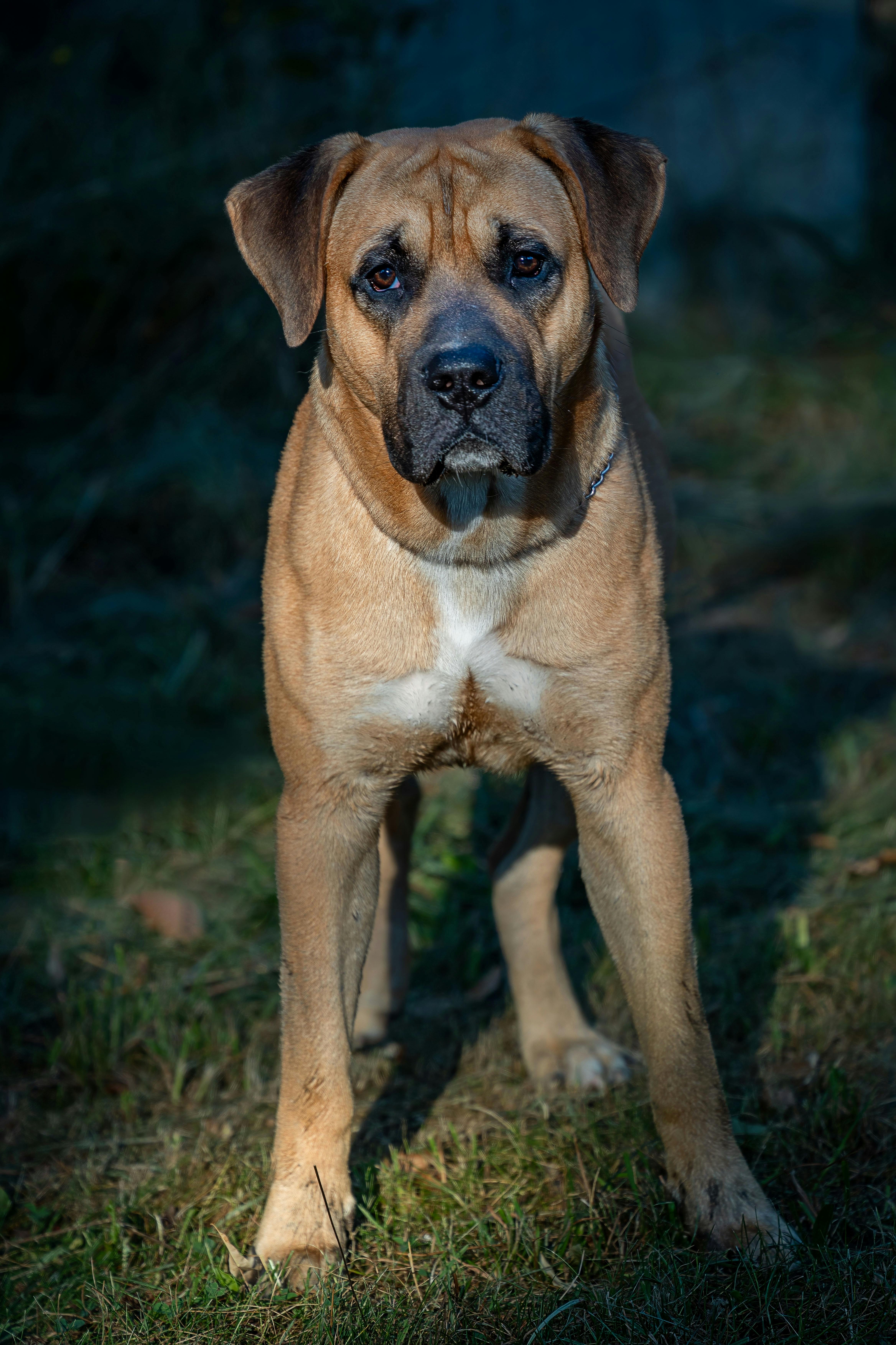 A confident and watchful brown dog standing on grass, showcasing its muscular build and loyal demeanor.