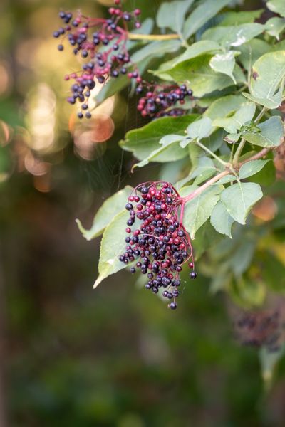Fresh elderberries, a traditional European culinary berry