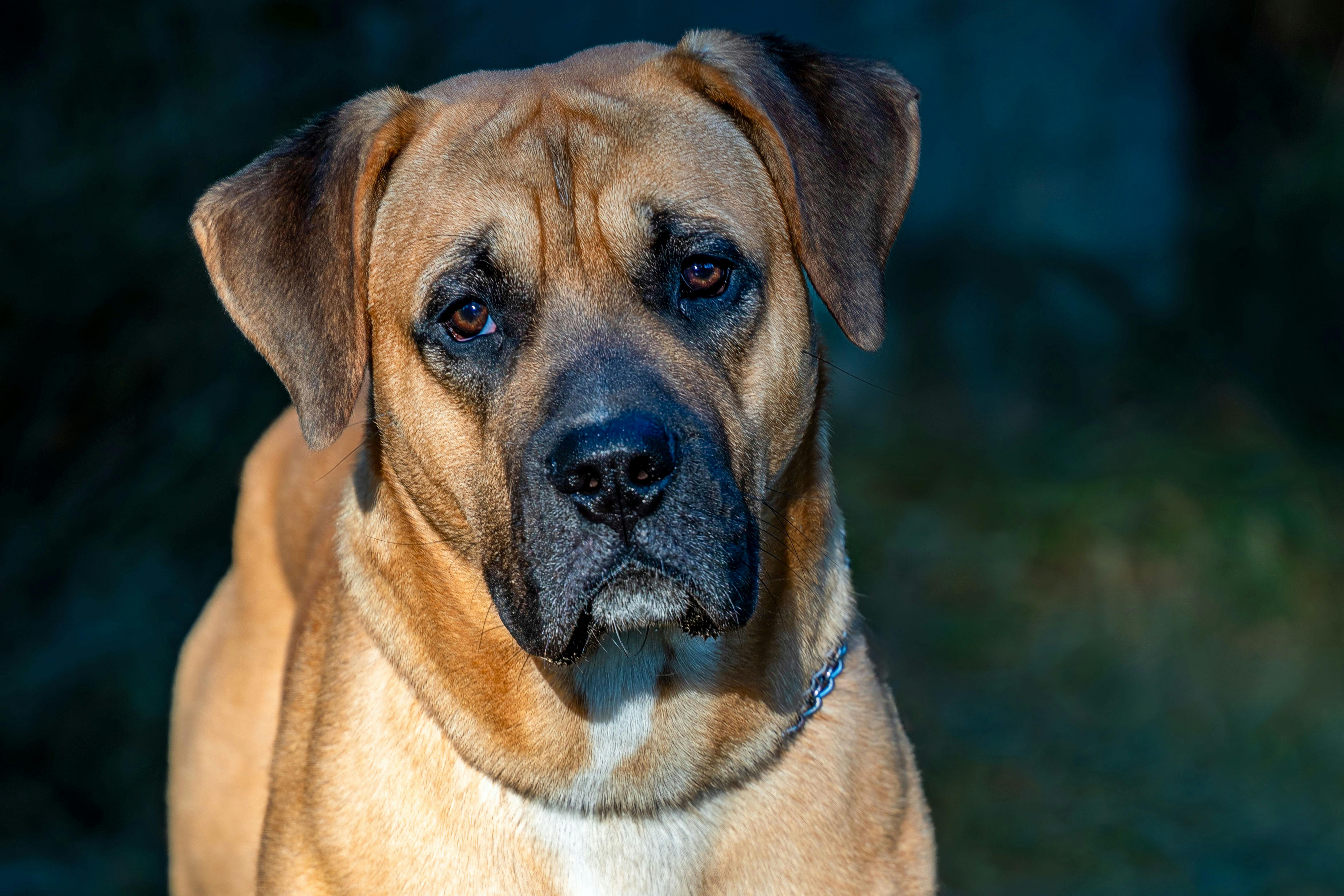 English Mastiff: Ο Μεγαλύτερος Σκύλος Παγκοσμίως;