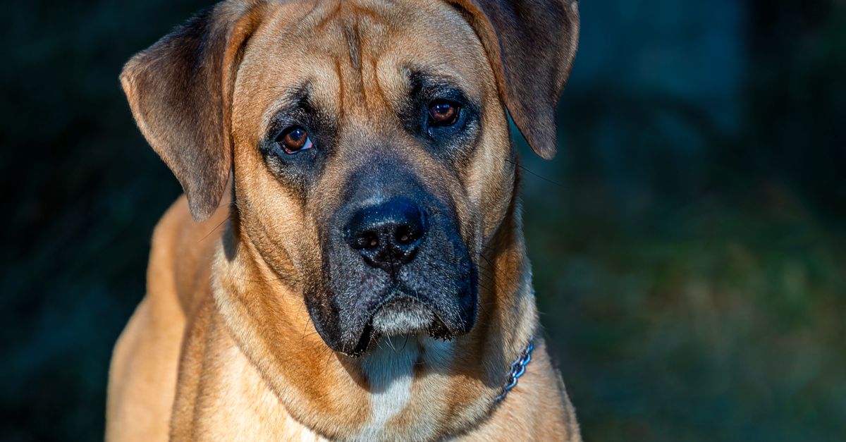 Close-up portrait of a tan, black-masked Cane Corso outdoors.
