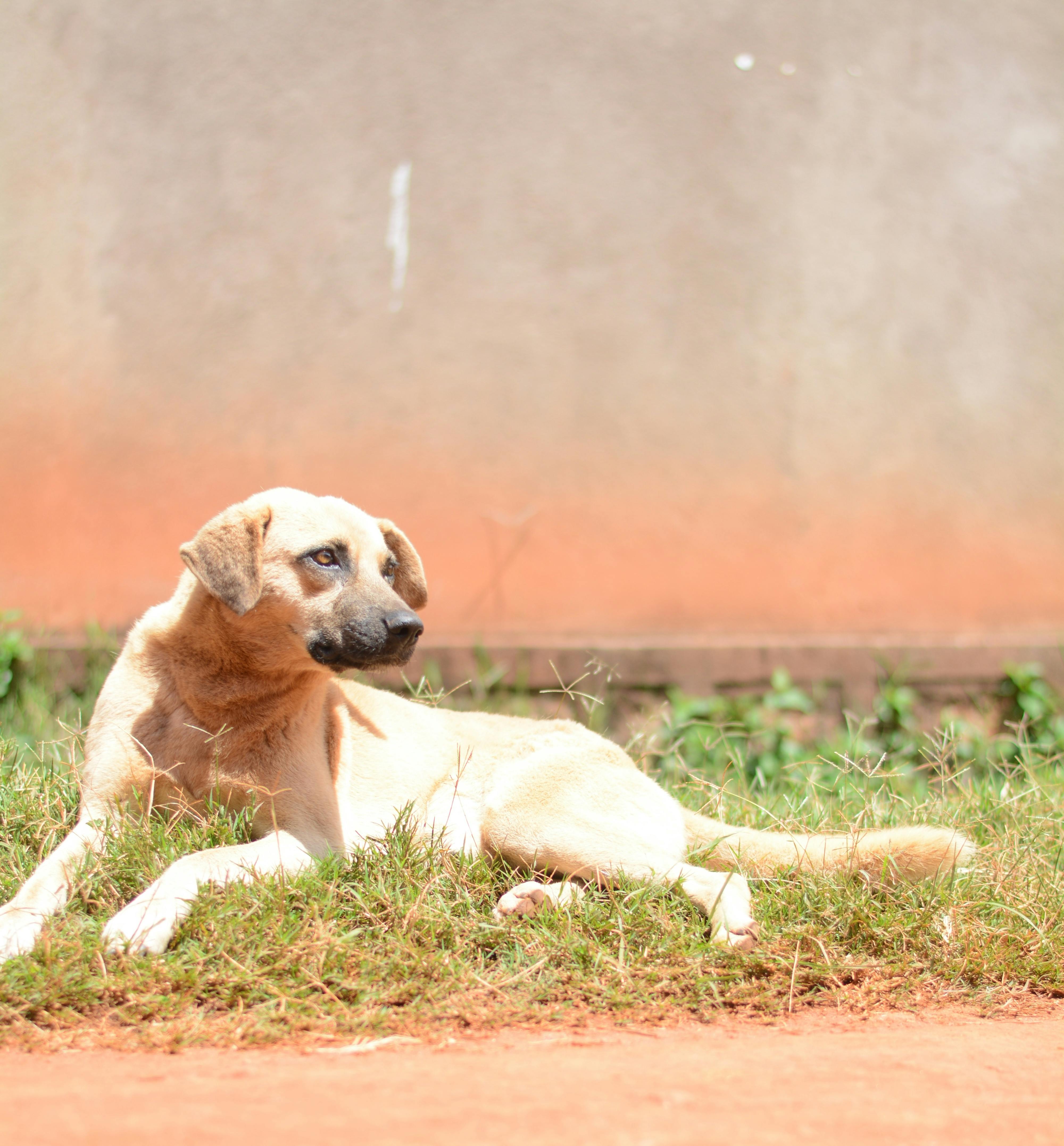 a dog laying down in the grass next to a wall